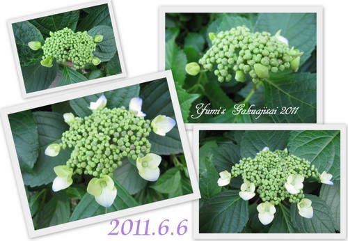 アルバム・紫陽花２０１１2.jpg