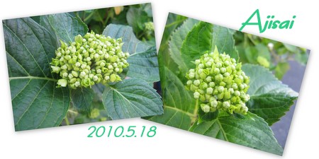 ２０１０紫陽花-3.jpg