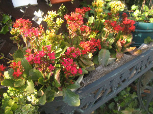 ２００８．１２ 070.jpg