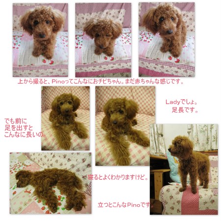 アルバム・PinoPino２０１１．９＆１０2.jpg