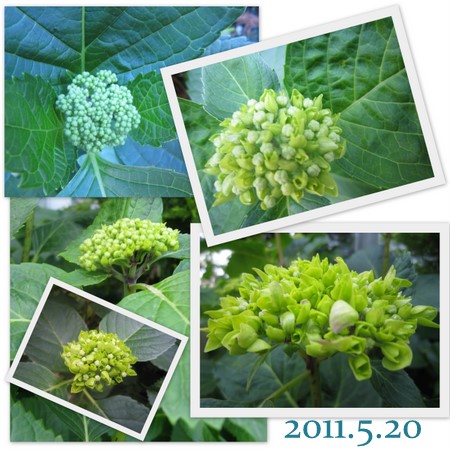 アルバム・紫陽花２０１１.jpg