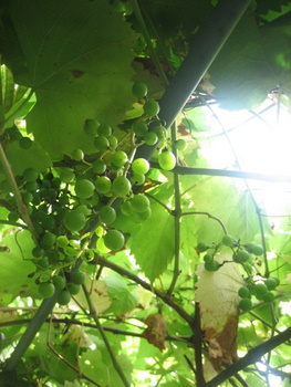 ２００９．８．２６・２７北海道 078-1.jpg