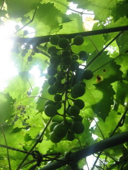 ２００９．８．２６・２７北海道 079-1.jpg