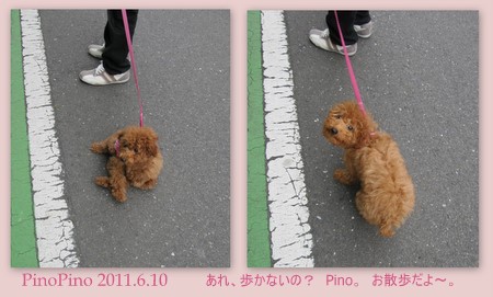 アルバム・PinoPino２０１１．６2.jpg