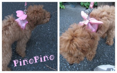 アルバム・PinoPino２０１１．６12.jpg