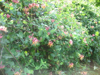 ２００９．８．２６・２７北海道 062-1.jpg