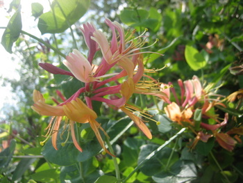 ２００９．８．２６・２７北海道 064-1.jpg