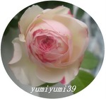 yumiyumi39-3.jpg