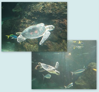 水族館・イクスピアリ-3.jpg