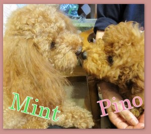 アルバム・PinoPino２０１１．６10.jpg