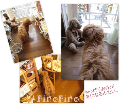 アルバム・PinoPino２０１１．７4.jpg