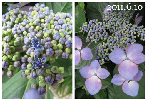 アルバム・紫陽花２０１１5.jpg