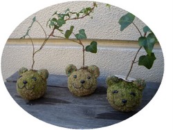 ｋｏｋｅｄａｍａ-1.jpg