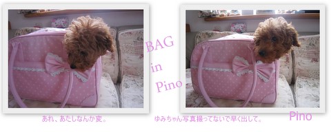 アルバム・PinoPino２０１１．６1.jpg