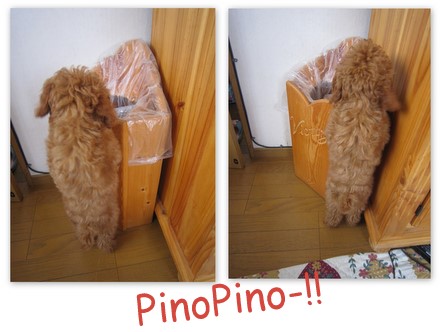 アルバム・ＰｉｎｏＰｉｎｏ２０１１．５11.jpg