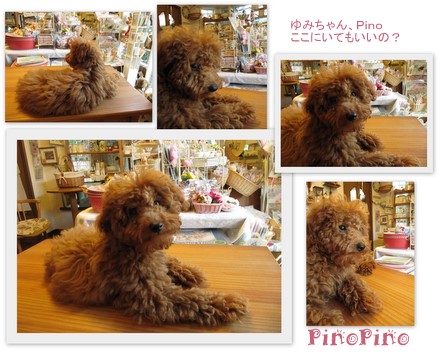 アルバム・PinoPino２０１１．７7.jpg