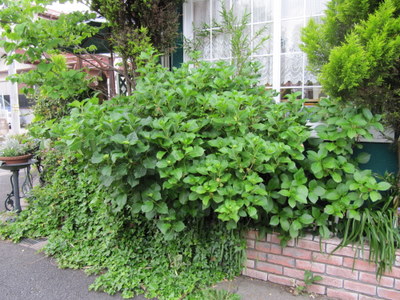 ２０１０．５ 169-1.jpg