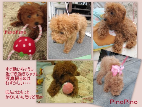 アルバム・PinoPino２０１１．７3.jpg