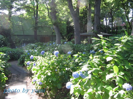 ２０１０．６ 009-1.jpg