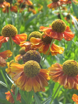 ２００９．８．２６・２７北海道 054-1.jpg