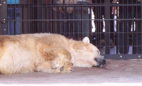 寝ている白くま