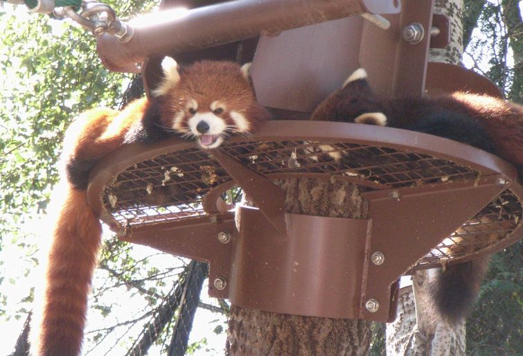 レッサーパンダ