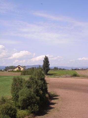 ケンとメリーの木