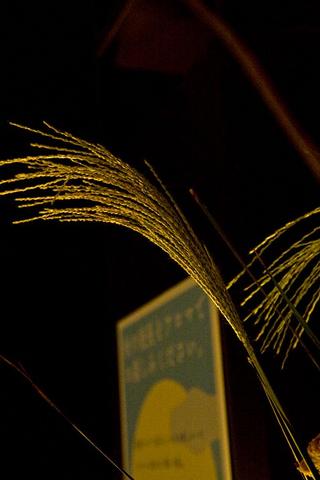 みっちゃんが撮った写真