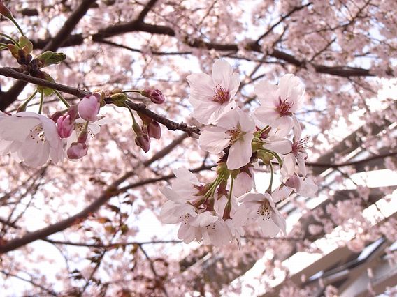 あいかわ公園2011