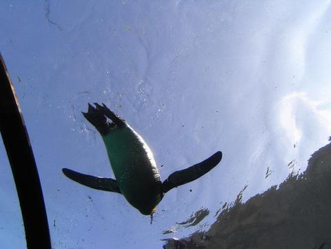 空飛ぶぺんぎん