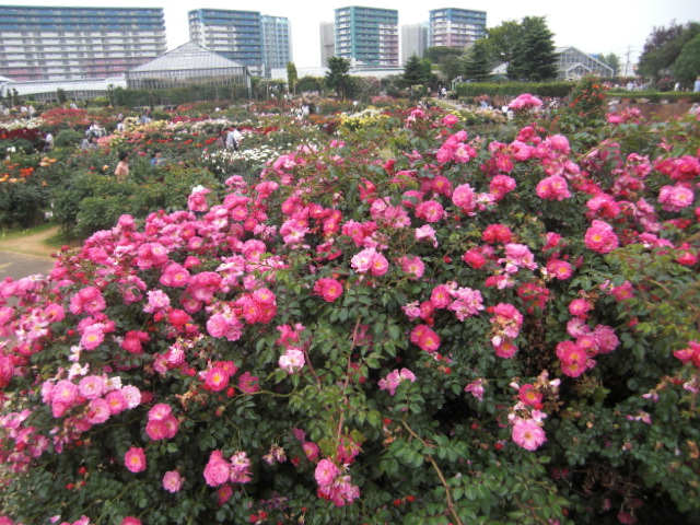 20110605京成バラ園