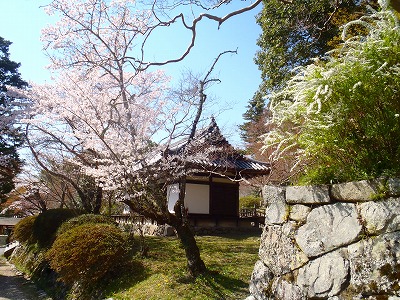 観心寺の桜09