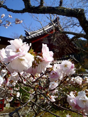 観心寺の桜11