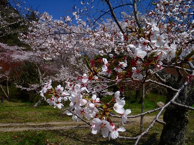 観心寺の桜0２