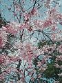 桜１.jpg