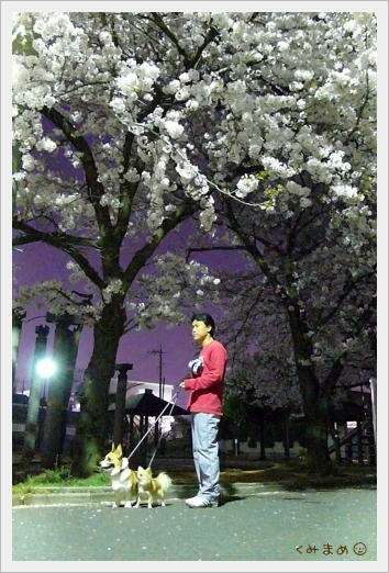 夜桜散歩*