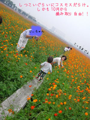 コスモスだらけ