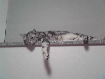 プリンスだる～