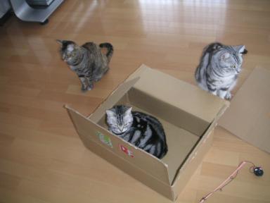 ロビ＆ビビ＆プリ