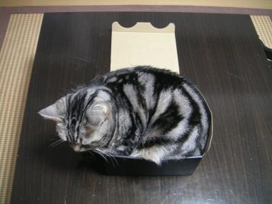 箱入りロビン２