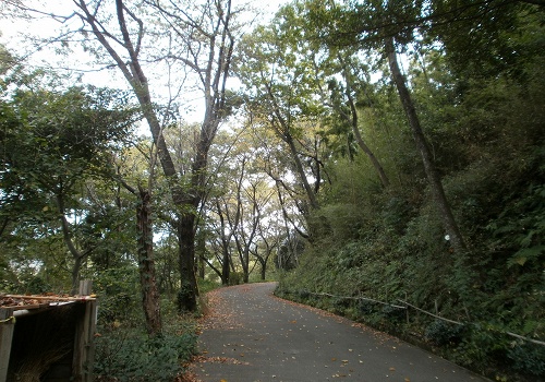 前山林道