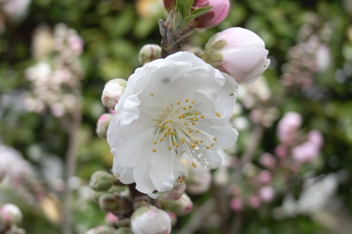 桜・花03