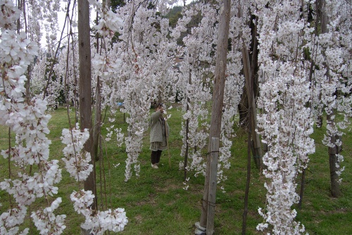 桜・花05