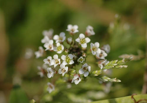 野の花