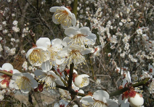 神山の梅