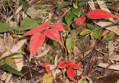 里山紅葉2