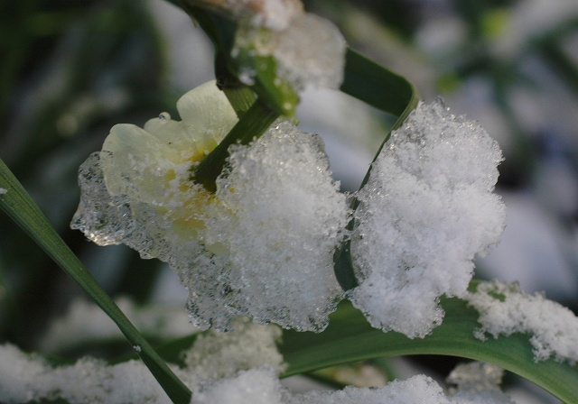 雪の朝02