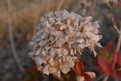 ドライ紫陽花