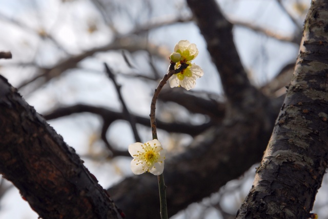 梅の花