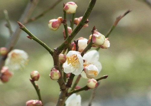 梅の花